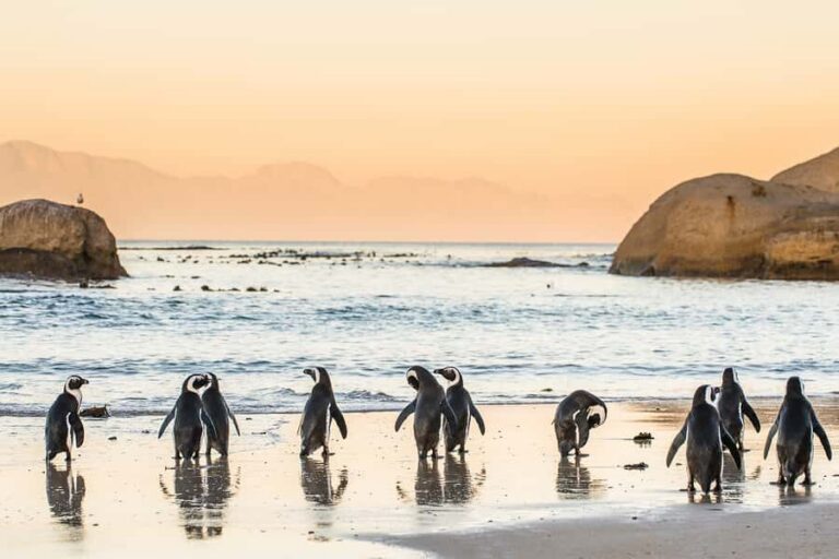 Cape Town: Penguins & Cape of Good Hope Day Tour with Pickup - Atlantic Seaboard views and Twelve Apostles country: why the drive is part of the show