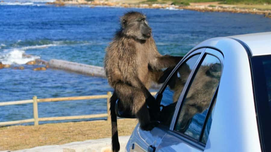 Cape Town: Penguins & Cape of Good Hope Half Day Shared Tour - Key highlights at a glance