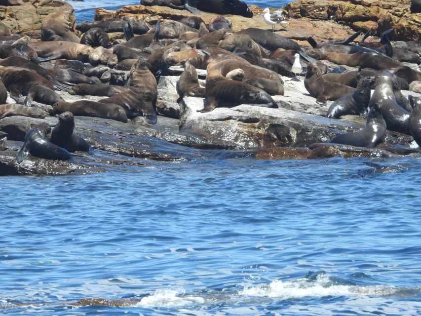 Cape Town: Penguins & Cape of Good Hope Half Day Shared Tour - How to make the most of a half-day (without feeling rushed)