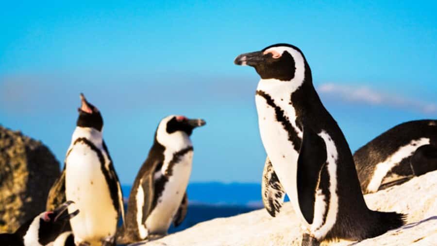 Cape Town: Penguins & Cape of Good Hope Half Day Shared Tour - What to pack and how to handle the small gotchas