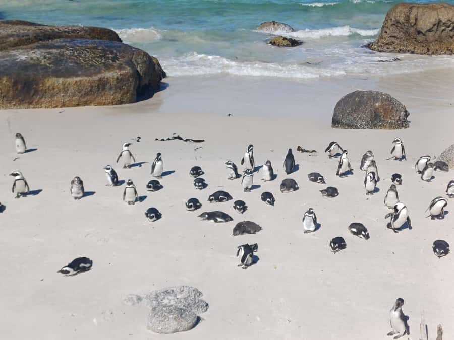 Cape Town: Penguins & Cape of Good Hope Half-Day Tour - Key highlights worth waking up for