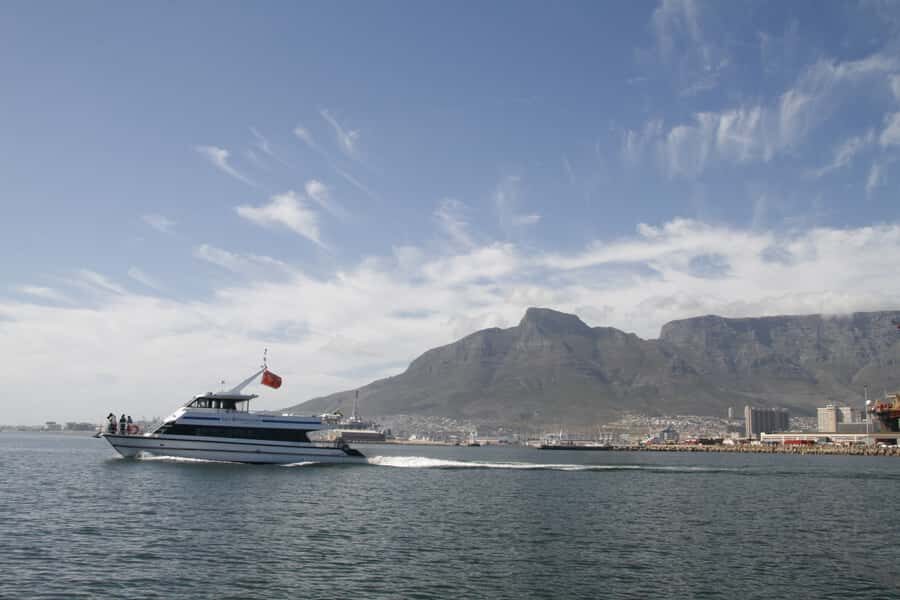 Cape Town: Scenic 1-Hour Coastal Catamaran Cruise - Marine Life Spotting: What You Might See (and Why It’s Worth Watching)