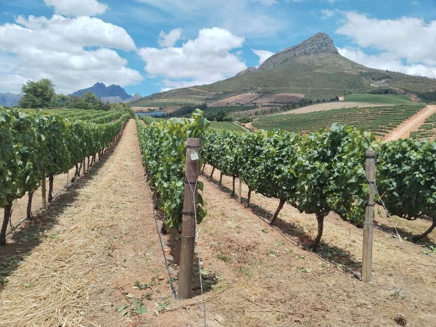 Cape Town: Stellenbosch, Franschhoek, Wine Tasting and Tram - Picking Up Cape Town Wine Country at 7:30 to 8:10