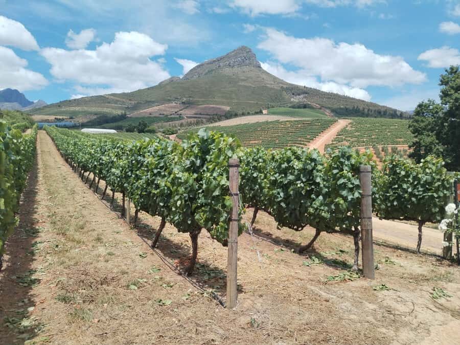Cape Town: Stellenbosch, Franschhoek, Wine Tasting and Tram - Zevenwacht Cellar & Vineyards: Cheese Pairing First