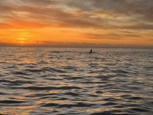 Cape Town: Sunset Cruise from V&A Waterfront with Bubbly - The route you’ll follow: Table Bay, Milnerton lighthouse, and Granger Bay