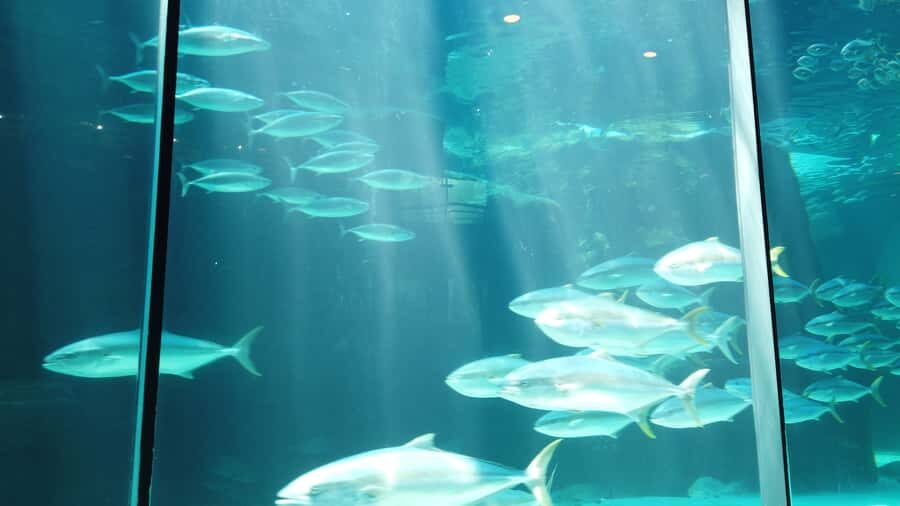 Cape Town: Table Mountain and Robben Island Tour - Who This Tour Suits Best (and Who Might Want Another Plan)