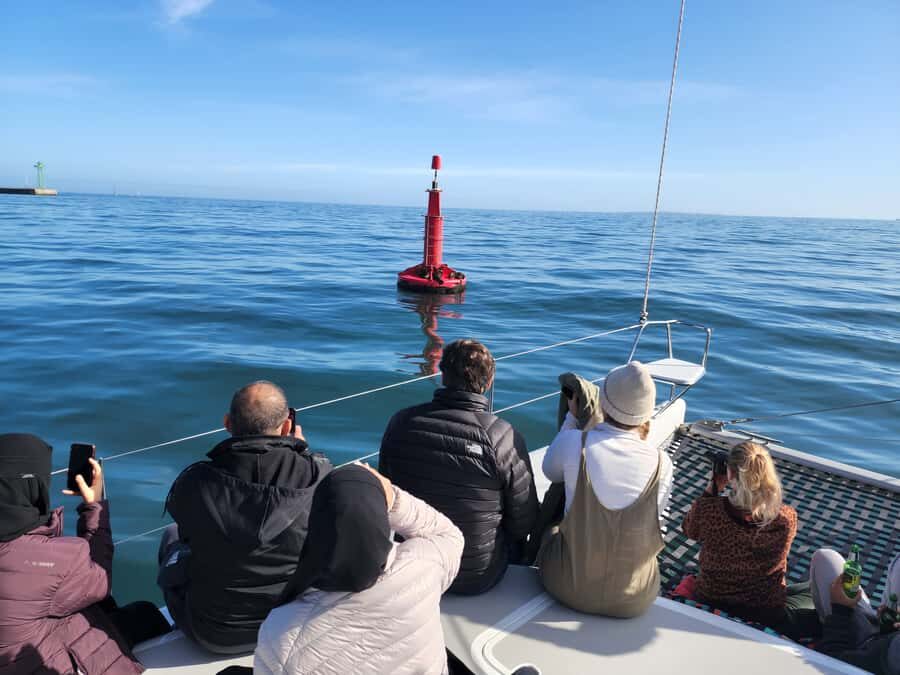 Cape Town: V&A Waterfront Gin Voyage Cruise - Wildlife Odds: Seals, Dolphins, Penguins, and Whales