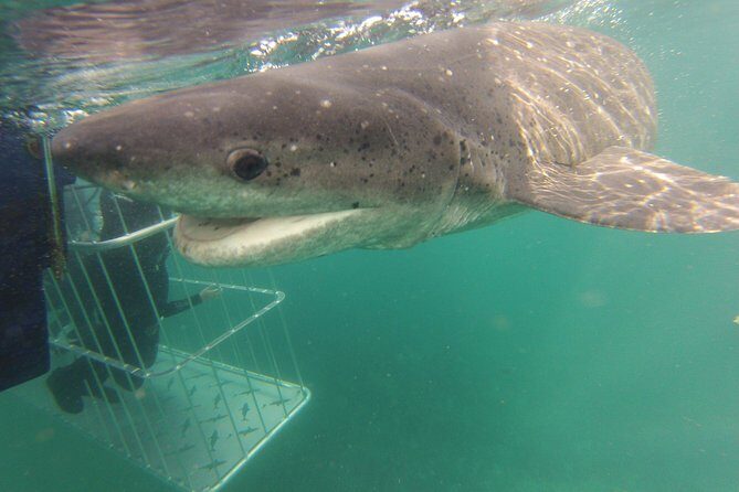 CapeTown: Shark Cage Diving Experience with Scuba - Getting to Seal Island: Meeting at Simon’s Town Wharf