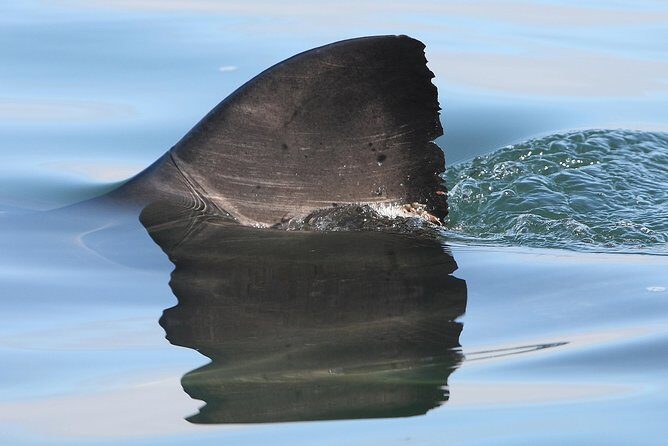 CapeTown: Shark Cage Diving Experience with Scuba - Staff and Safety: How the Crew Makes It Work