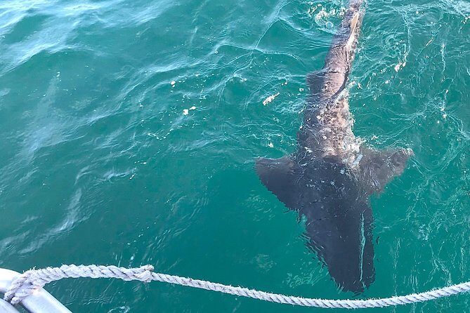 CapeTown: Shark Cage Diving Experience with Scuba - Price and Value: Is $218.26 Worth It?