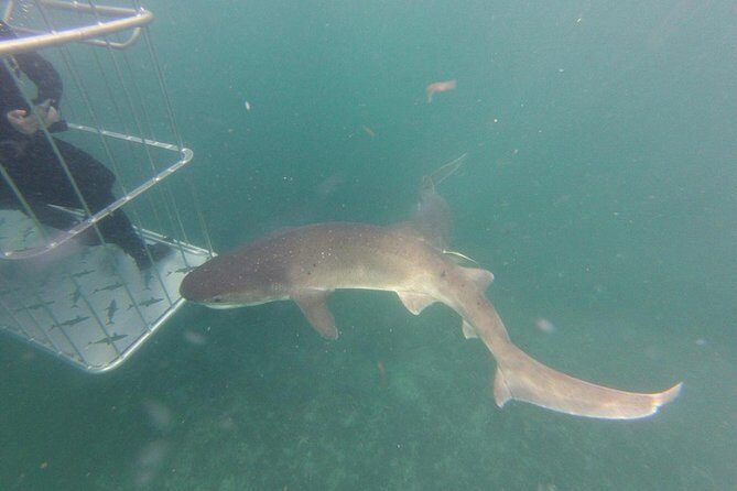 CapeTown: Shark Cage Diving Experience with Scuba - What You’ll Actually See Underwater (and Why It Can Vary)