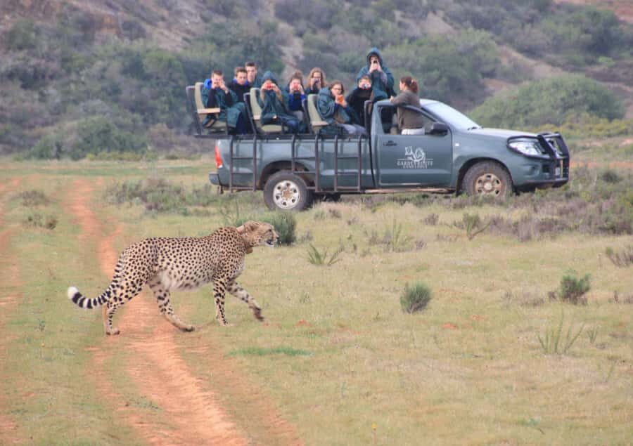 From Cape Town: 2-Day Safari at Garden Route Game Lodge - Cape Town to Cape Agulhas: Coastal Detours That Change the Mood