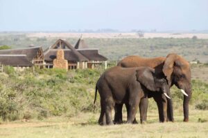From Cape Town: 2-Day Safari at Garden Route Game Lodge - Garden Route Game Lodge: Your 4-Star Base Camp