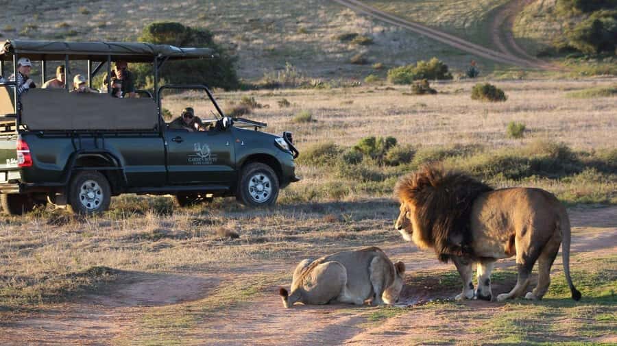 From Cape Town: 2-Day Safari at Garden Route Game Lodge - Sunset Safari in Open-Air Vehicles: The Best Time to Start