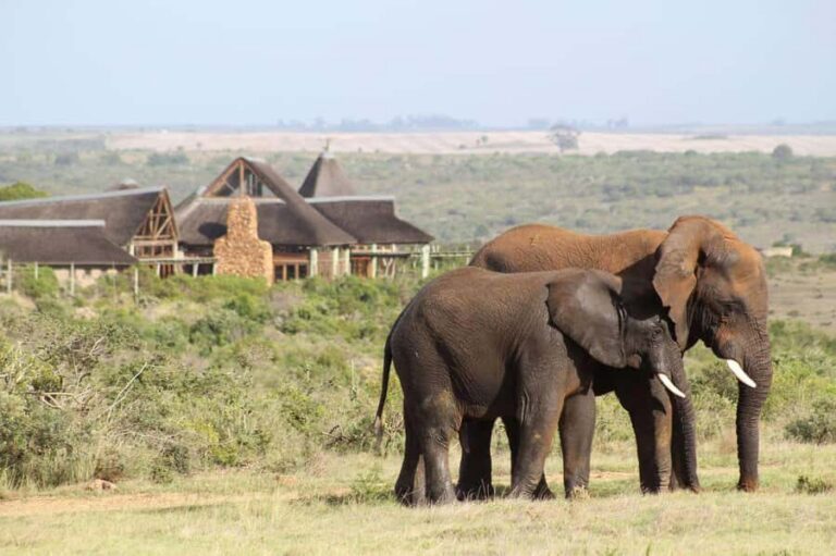 From Cape Town: 2-Day Safari at Garden Route Game Lodge - Garden Route Game Lodge: Your 4-Star Base Camp