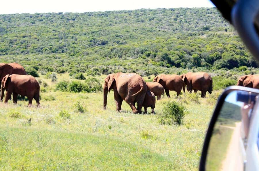 From Cape Town: 5-Day Best of Garden Route and Addo Safari - Key highlights worth planning around