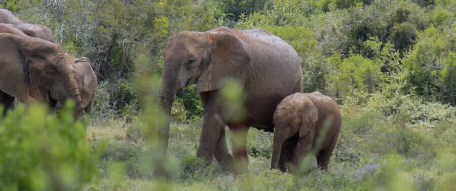 From Cape Town: 5-Day Best of Garden Route and Addo Safari - Tsitsikamma National Park: bungy, waterfall zipline, and suspension-bridge views