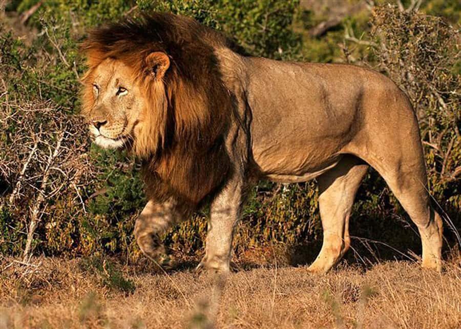 From Cape Town: 5-Day Best of Garden Route and Addo Safari - Price and value: what $675 gets you (and where the extras show up)