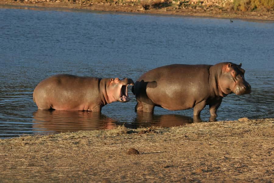 From Cape Town: Aquila Game Reserve Safari Tour with Lunch - The 3-hour game drive in an open vehicle: how the safari plays out