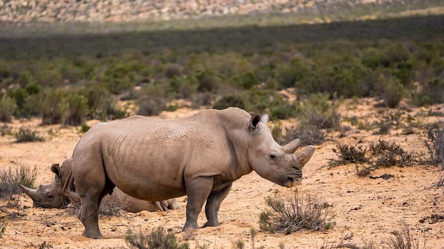 From Cape Town: Aquila Game Reserve Safari Tour with Lunch - Animals you can reasonably hope to spot (and what to watch for)