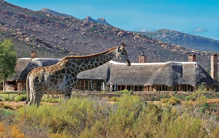 From Cape Town: Aquila Game Reserve Safari Tour with Lunch - The guides and drivers: why names keep coming up