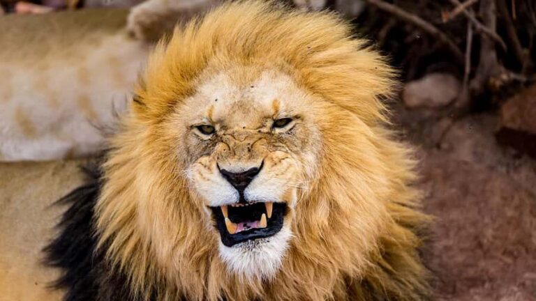 From Cape Town: Aquila Game Reserve Safari Tour with Lunch - The N1 drive: where the day actually starts