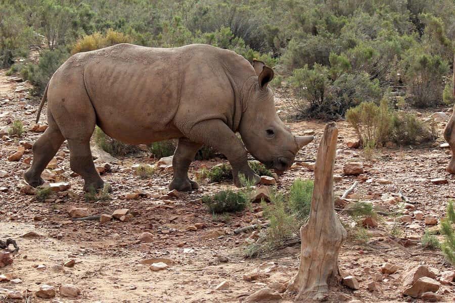 From Cape Town: Aquila Game Reserve Safari Tour with Lunch - Who should book this Aquila Safari Tour from Cape Town