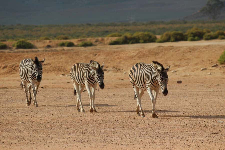 From Cape Town: Aquila Game Reserve Safari Tour with Lunch - Final verdict: should you book this safari day from Cape Town?