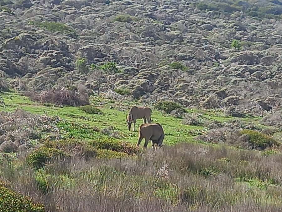 From Cape Town: Aquila Game Reserve Safari Tour with Lunch - The N1 drive: where the day actually starts