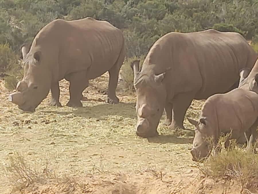 From Cape Town: Aquila Game Reserve Sunset Game Drive - Key highlights worth marking on your map