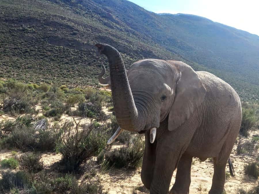From Cape Town: Aquila Game Reserve Sunset Game Drive - From Cape Town pickups to a wine stop: setting you up for the day