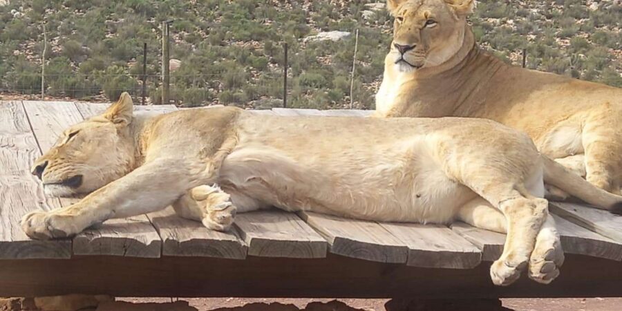From Cape Town: Aquila Game Reserve Sunset Game Drive - Price and value: does $167 make sense for this Cape Town safari?