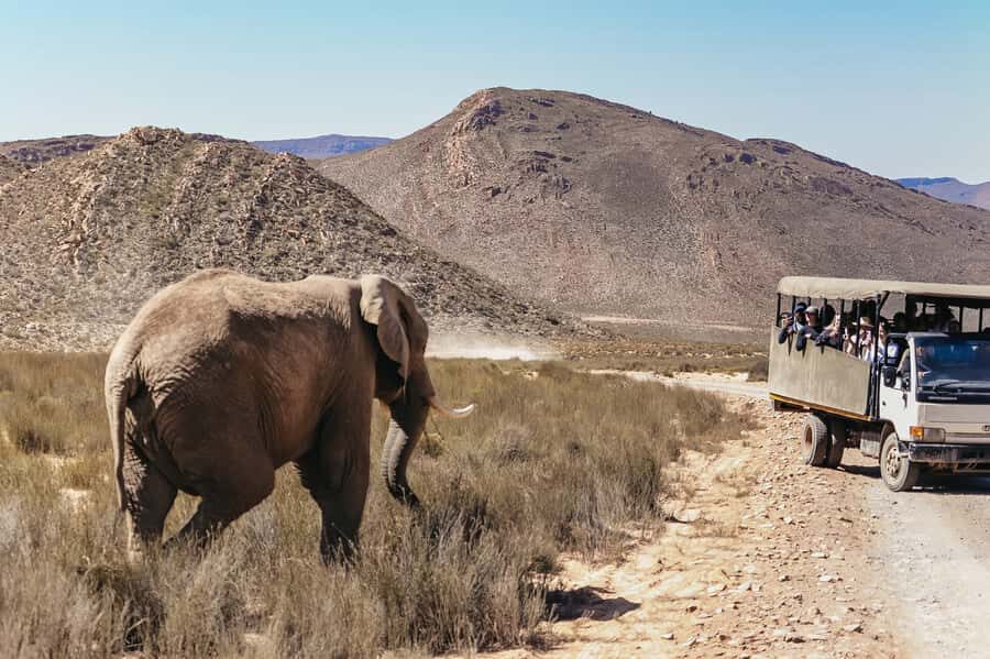 From Cape Town: Big Five Game Reserve with Lunch - Comfort and photo tips for an open safari day