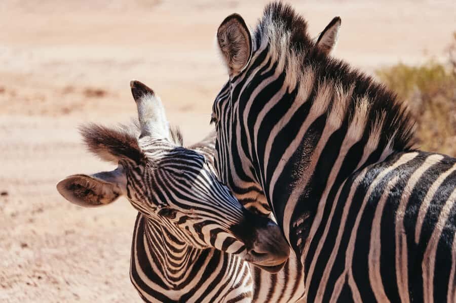 From Cape Town: Big Five Game Reserve with Lunch - Cape Town to Aquila: the day-trip rhythm that keeps the safari focused