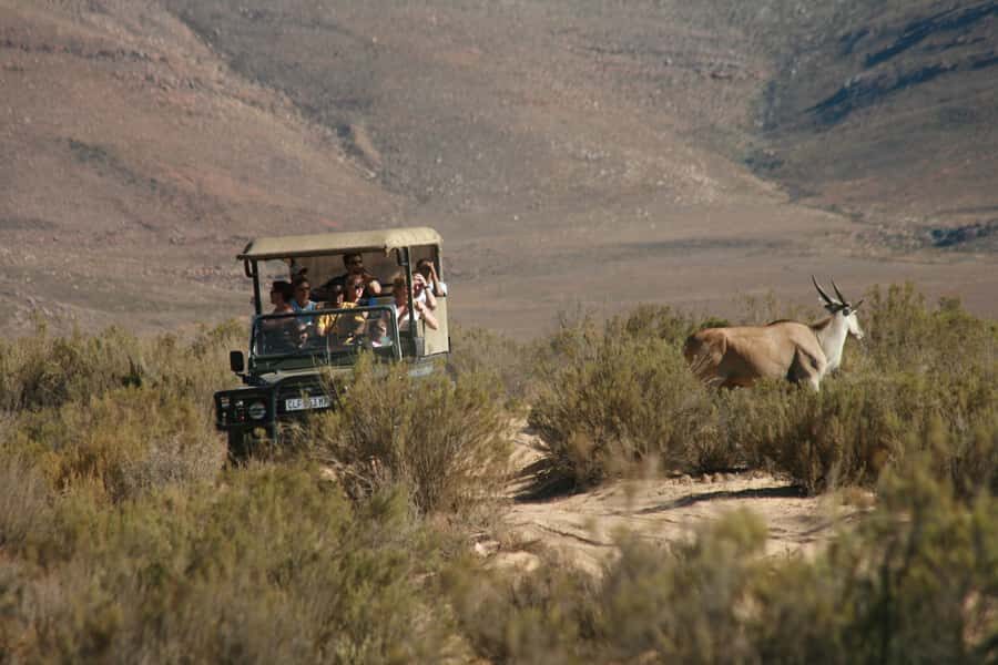 From Cape Town: Big Five Game Reserve with Lunch - What Aquila offers beyond the famous checklist