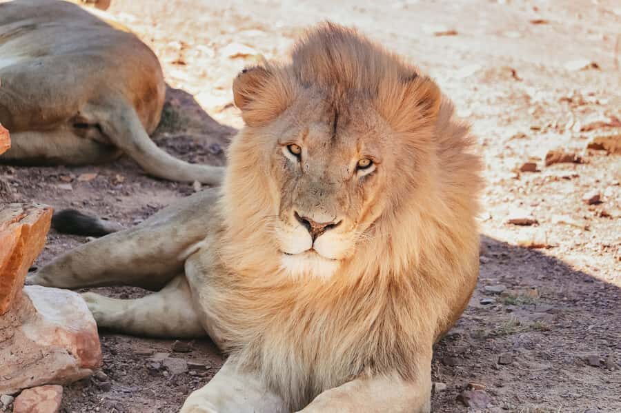 From Cape Town: Big Five Game Reserve with Lunch - Timing and trade-offs: what to expect if you want the full Big Five