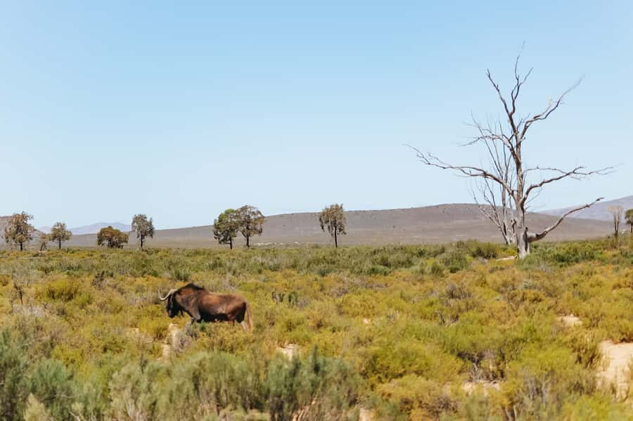 From Cape Town: Big Five Game Reserve with Lunch - Price and value: is $236 fair for a Cape Town Big Five day?