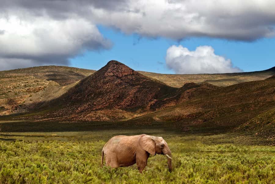 From Cape Town: Big Five Game Reserve with Lunch - Open-vehicle game drive: how you actually spot Big Five animals