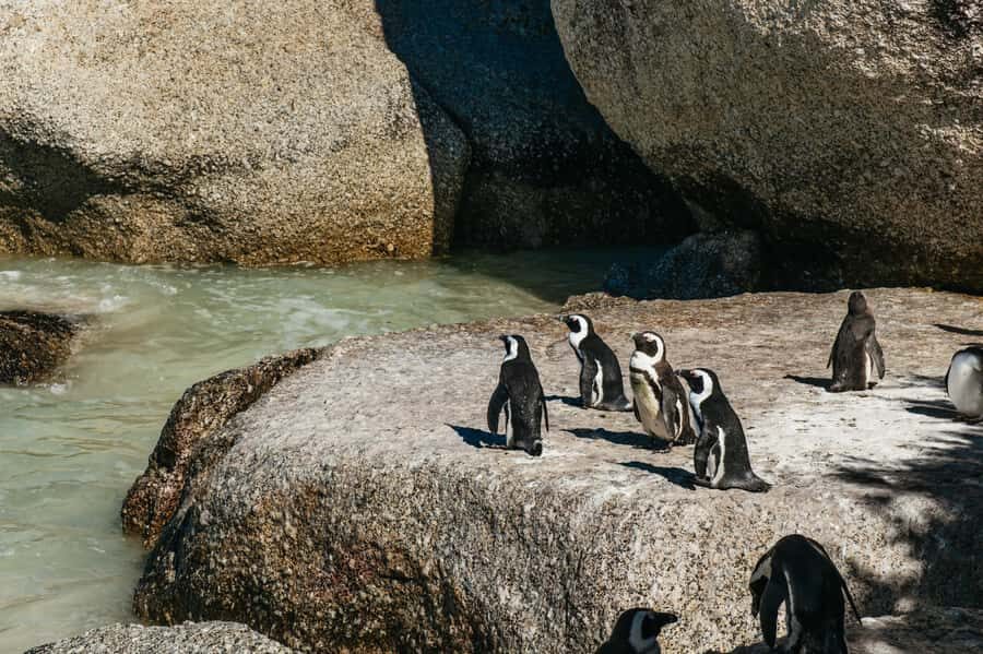 From Cape Town: Cape Peninsula & Boulders Penguin Beach Tour - Chapman’s Peak Drive: the cliff road that demands attention