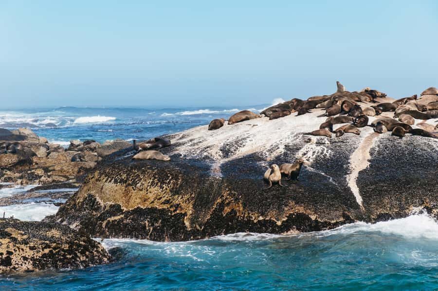 From Cape Town: Cape Peninsula & Boulders Penguin Beach Tour - Cape Point and the lighthouse walk you’ll feel in your legs