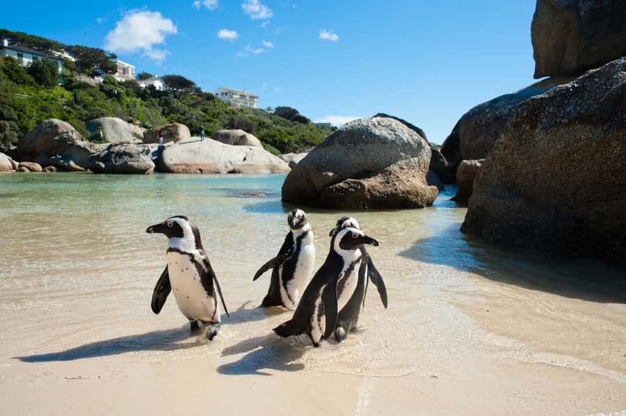 From Cape Town: Cape Point and Boulders Beach Full-Day Tour - Cape Point Nature Reserve: cliffs, lighthouse views, and wildlife chances