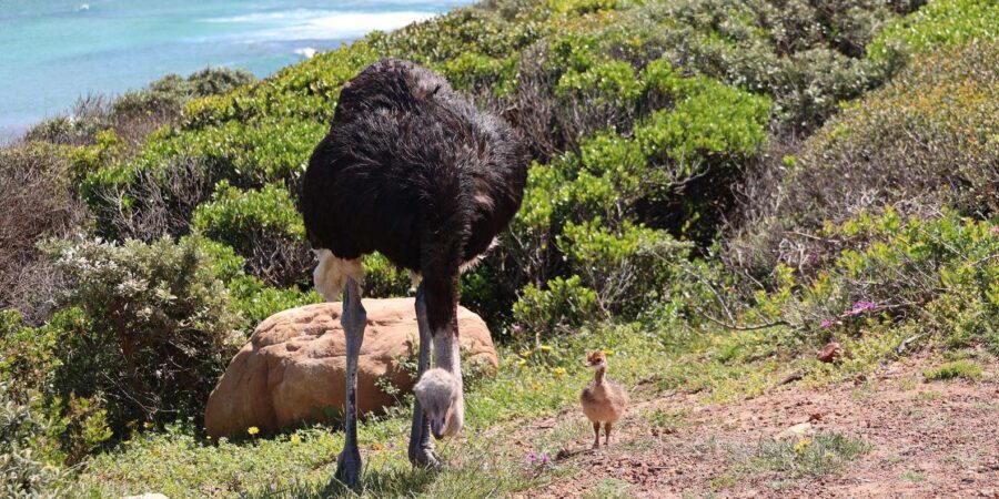 From Cape Town: Cape Point and Boulders Beach Half-Day Tour - Who this tour suits best (and who might want a different plan)