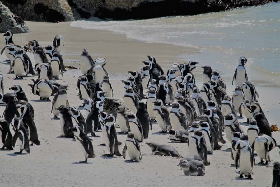 From Cape Town: Cape Point and Boulders Beach Half-Day Tour - Maiden’s Cove and Chapman’s Peak Drive: the quick-photo strategy that works