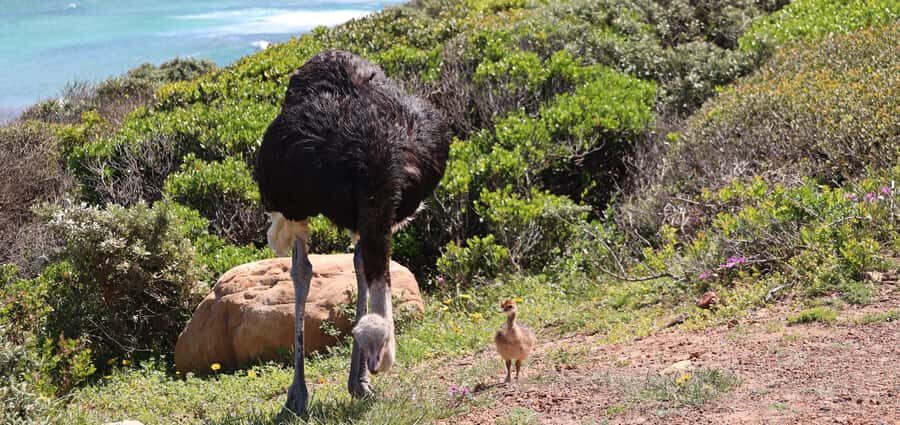 From Cape Town: Cape Point and Boulders Beach Half-Day Tour - Boulders Beach penguins: close-up, boardwalk-friendly, and timed well