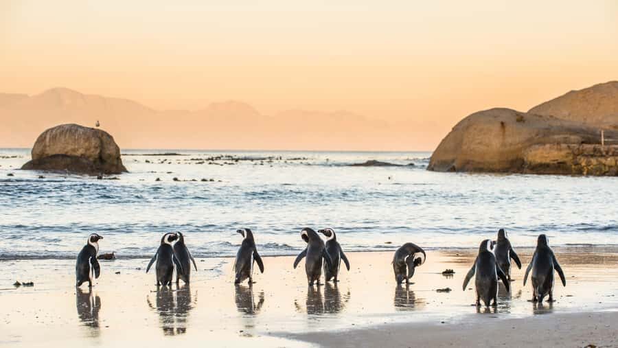 From Cape Town: Cape Point and Boulders Beach Half-Day Tour - The return via Muizenberg: colorful beach huts and a last photo win