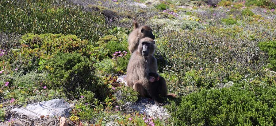 From Cape Town: Cape Point and Boulders Beach Half-Day Tour - Hotel pickup and air-conditioned comfort: why it matters
