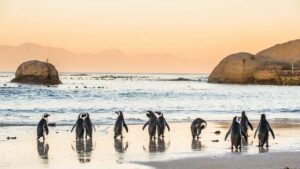 From Cape Town: Cape Point & Boulders Beach Full-Day Tour - Boulders Beach: African penguins, sea-breeze walking, and photo chances