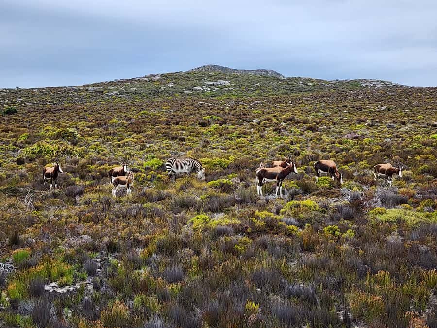 From Cape Town: Cape Point & Boulders Beach Full-Day Tour - Cape of Good Hope Nature Reserve: southern-tip views, quick walk, and wind
