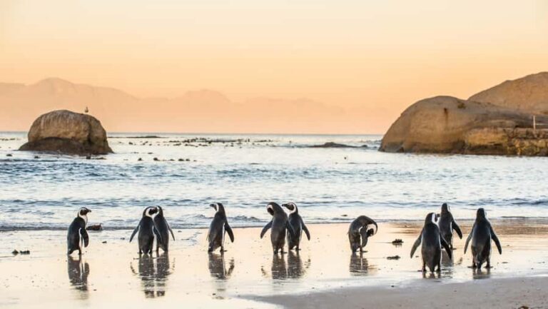 From Cape Town: Cape Point & Boulders Beach Full-Day Tour - Boulders Beach: African penguins, sea-breeze walking, and photo chances