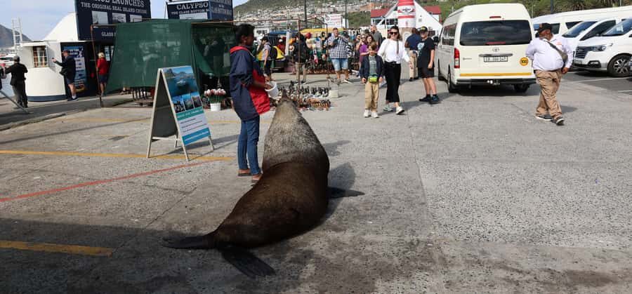 From Cape Town: Cape Point & Boulders Beach Full-Day Tour - Simon’s Town harbor: 1700s buildings plus a practical lunch break